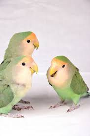 Three Birds Pet Birds Cute Birds Beautiful Birds