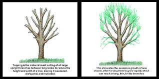 What Is Tree Topping And Should You Do It