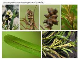 Image result for Potamogetonaceae