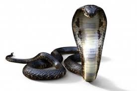 King cobra pujuk sampai terlentok tedung selar malaysia 2020. Mimpi Dikejar Ular Tedung Hitam