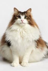 Individual cat species in general vary enormously in size. 10 Best Large Cat Breeds Top Big Cat List And Pictures
