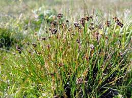 Image result for Sonchus dregeanus