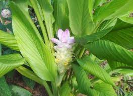 Hidden Lily Ginger Ginger Plant Plants Banana Plants