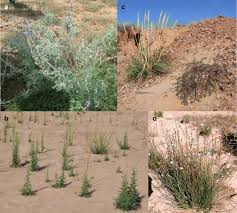 Image result for Jatropha campestris