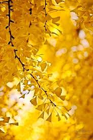 Yellow flowering trees have the power to make any garden look cheerful and summery. Tammy Hughes Photography Modesto Wedding Photographer Yellow Aesthetic Shades Of Yellow Colours