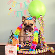 This birthday i wish you and your family abundance, happiness, and health. Frenchie French Bulldog Franse Bulldog Feyno S 2th Birthday Happy Birthday Dear Happy Birthday French Bulldog Bulldog Happy Birthday Dog Birthday Party