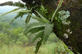 Image result for Pleopeltis  × simiana