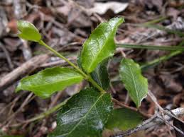 Image result for Malpighia