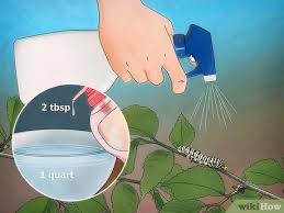 Next year, thoroughly rake the garden in early spring to remove leaves, plant debris and any slug eggs that might be in the debris. 3 Ways To Get Rid Of Caterpillars Wikihow