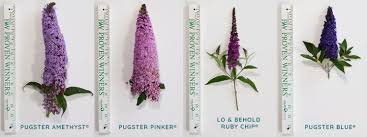 Check spelling or type a new query. Questions Answered Series Butterfly Bush Buddleia Great Garden Plants