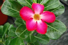 Check spelling or type a new query. Adenium Obesum Revista De Flores Plantas Jardineria Paisajismo Y Medio Ambiente