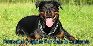 They are part of our family and raised with lots of love. Rottweiler Puppies For Sale In California