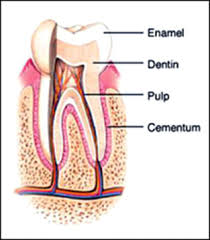 Parts Of The Tooth Professional Dental Terminology For The Dental Assistant And Hygienist Continuing Education Course Dentalcare Com