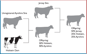 cattle identification database