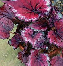 Pin On Garden Begonia