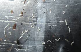 Vers Transparants Dans Le Terreau Maladies Parasites Et Nuisibles Rustica Fr