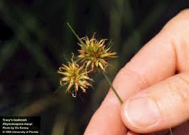 Image result for Rhynchospora brownii