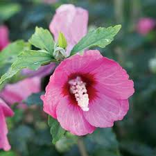 Image result for Hibiscus kirkii