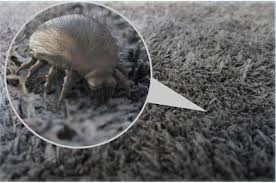 Image result for Dust mite