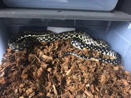 Subscribe for monthly specials, new arrivals, and informative articles. Madagascar Giant Hognose Colubrids Morphmarket Reptile Community