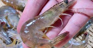 Mua t&ocirc;m n&ecirc;n chọn con thẳng hay cong? Nhắm tr&uacute;ng điểm n&agrave;y kh&ocirc;ng lo t&ocirc;m bơm