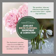 January Birth Flowers January Birth Flowers Birth Flowers January Flower