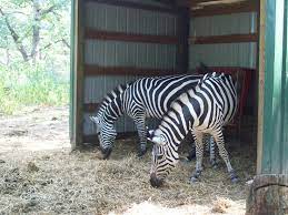 Zebras At Irvine Park Irvine Park Zebras Park