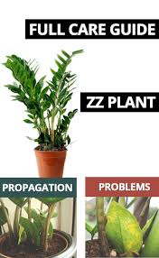 Zz Plant Zamioculcas Zamiifolia In 2019 Guide Our House Plants Plants Plant Care Houseplant House Plant Care