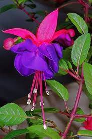 Purple And Pink Fuschia Hanging Flower Baskets Flower Images Fuchsia