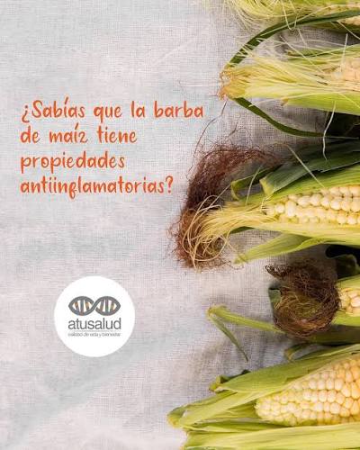 La barba de maíz tiene interesantes aplicaciones medicinales. Posee compuestos antioxidantes y #Antiinflamatorios que nos regalan #bienestar. Lee más ⬇️ 🌽🌽 La #BarbaDeMaíz son las fibras que están la punta de las #