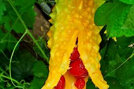 Image result for Momordica boivinii