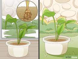 Water tumeric {curcuma longa} is propagated by root or rhizome cuttings and is easy to grow indoors and out! Easy Ways To Grow Turmeric With Pictures Wikihow
