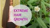 These are selected ones to yield good results to control hair loss. Best Remedy Covid 19 Hair Loss Onion Juice Black Pepper Corn For Hair Sushmita S Diaries Youtube