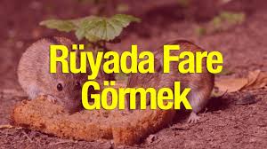 Ruyada Fare Gormek Ne Anlama Gelir Siyah Ve Olu Fare Kotuye Mi Isaret Youtube