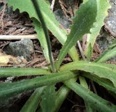 Image result for Hypochaeris