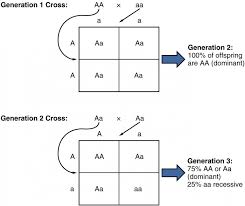 Patterns Of Inheritance Anatomy And Physiology Ii