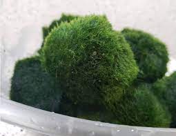 Moss ball is used in the aquarium for decorating the foreground and midground, it is a. Marimo Moss Balls Care Guide Tank Setup Mates