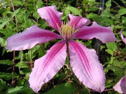 We did not find results for: Pin On Clematis