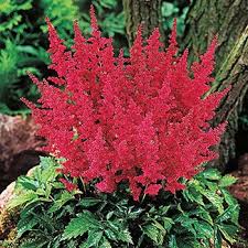 Red Fanal Astilbe Breck S Premium Bulbs Shade Plants Shade Flowers Shade Garden