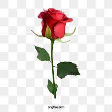 Millions Of Png Images Backgrounds And Vectors For Free Download Pngtree Watercolor Flower Illustration Rose Illustration Rose Clipart