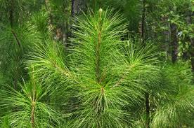Image result for Pinus