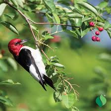 Image result for Amellus reductus