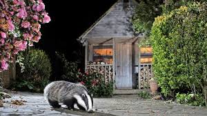 Ich finde es nur trotzdem wichtig zu sehen, dass unser sozialsystem tatsächlich für jeden ein dach über dem kopf vorsieht und für jeden das nötige, wenn es ums essen geht. Vom Stadtfuchs Zum Stadtdachs Tierwelt