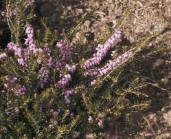 Image result for Ericaceae