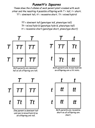 Mendelian Genetics Worksheet Answer Key Genetics For Kids Mini Lecture And Punnett S Square Activity In 2020 7th Grade Science Genetics Physics And Mathematics