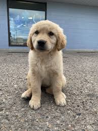 His only crime is he grew. Picked Up Our Newest Family Member Today Say Hello To Arlo Super Cute Goldenretriever 3 Golden Retriever Dogs Golden Retriever Puppies