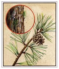 Image result for Pinus rigida