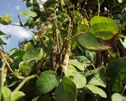 Image result for Neonotonia wightii