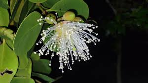 Image result for Sonneratia alba