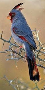 Arizona cardinals hd wallpapers, desktop and phone wallpapers. Pin On Birds